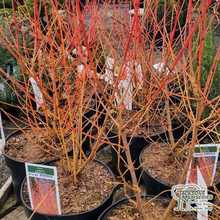 Buy Cornus sanguinea Midwinter Fire (Dogwood) online from Jacksons Nurseries.