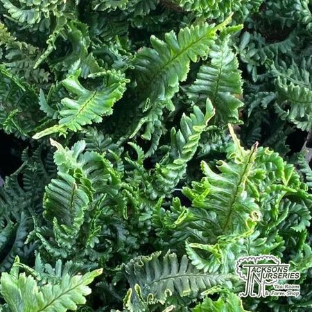 Buy Dryopteris affinis Dryopteris affinis 'Congesta Cristata' (Scaly Male Fern) online from Jacksons Nurseries.