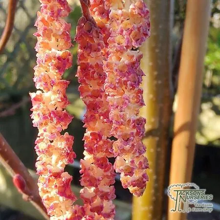 Buy Golden Alder Tree (Alnus incana Aurea) online from Jacksons Nurseries.