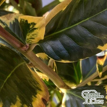 Buy Ilex x altaclerensis Golden King (Variegated Holly) online from Jacksons Nurseries.