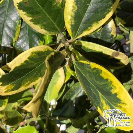Buy Ilex x altaclerensis Golden King (Variegated Holly) online from Jacksons Nurseries.