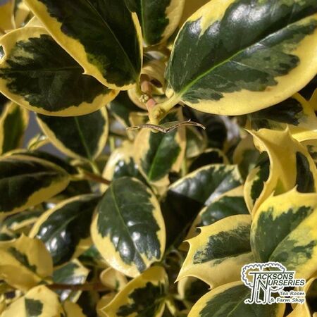 Buy Ilex aquifolium 'Golden van Tol' (Holly) online from Jacksons Nurseries.
