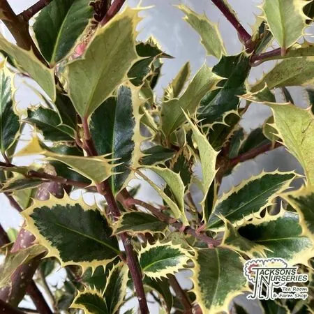 Buy Ilex aquifolium 'Handsworth New Silver' (Variegated Female Holly) online from Jacksons Nurseries.