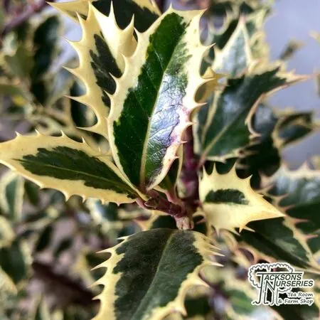 Buy Ilex aquifolium 'Handsworth New Silver' (Variegated Female Holly) online from Jacksons Nurseries.