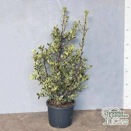Buy Ilex aquifolium 'Handsworth New Silver' (Variegated Female Holly) online from Jacksons Nurseries.