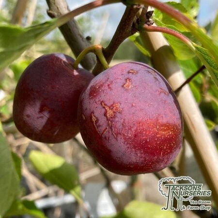 Buy Plum - Prunus domestica 'opal' online from Jacksons Nurseries.