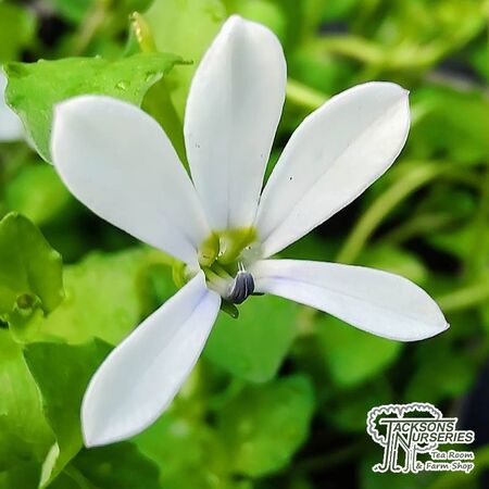 Buy Pratia pedunculata 'Alba' online from Jacksons Nurseries.