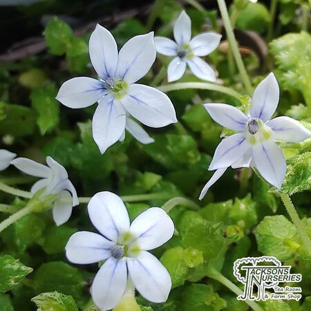 Buy Pratia pedunculata ‘Treadwellii’ online from Jacksons Nurseries.