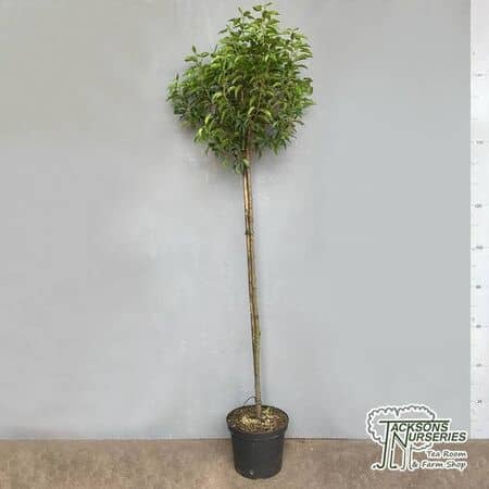 Buy Prunus lusitanica (Portuguese Laurel) online from Jacksons Nurseries.