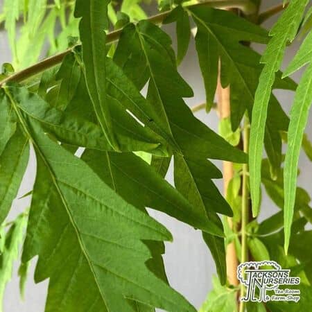 Buy Rhus typhina laciniata, scarlet sumac (Scarlet Sumac)  online from Jacksons Nurseries.