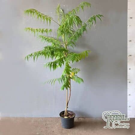 Buy Rhus typhina laciniata, scarlet sumac (Scarlet Sumac) online from Jacksons Nurseries.