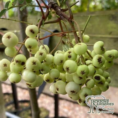 Buy Sorbus 'White Swan' tree online for UK delivery.