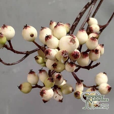 Buy Sorbus 'White Swan' tree online for UK delivery.