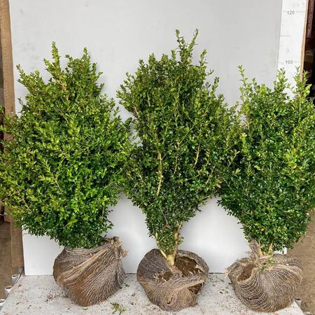 Buy Box Hedging (Buxus sempervirens) for UK delivery - Jackson's Nurseries