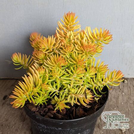 Sedum Lemon Ball 2