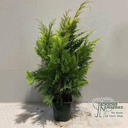 Buy Chamaecyparis lawsoniana Stardust online from Jacksons Nurseries.