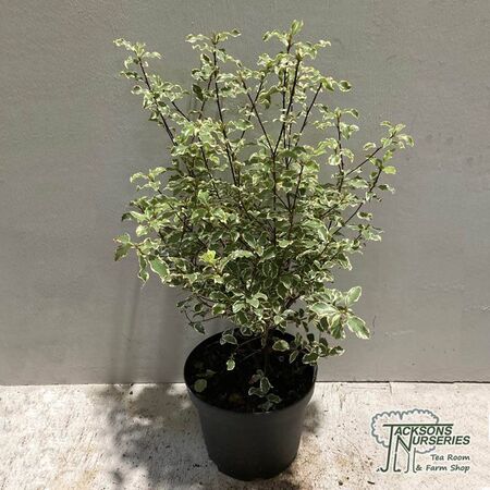 Pittosporum Silver Queen online from Jacksons Nurseries.