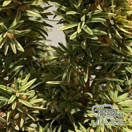 Buy Taxus baccata 'Fastigiata Aureomarginata' (Golden Irish Yew) online from Jacksons Nurseries.