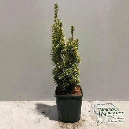 Buy Taxus baccata 'Fastigiata Aureomarginata' (Golden Irish Yew) online from Jacksons Nurseries.
