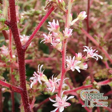 Buy Astilbe simplicifolia ‘Sprite’ online from Jacksons Nurseries.