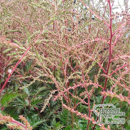 Buy Astilbe simplicifolia ‘Sprite’ online from Jacksons Nurseries.