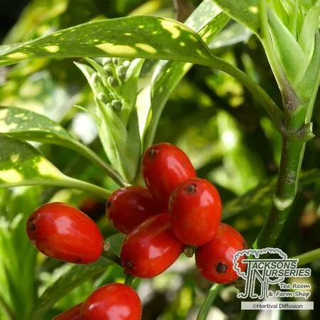 Buy Aucuba japonica Crotonifolia (Spotted Laurel) online from Jacksons Nurseries