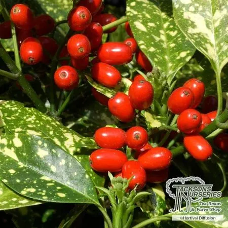 Buy Aucuba japonica Crotonifolia (Spotted Laurel) online from Jacksons Nurseries