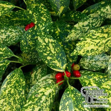 Buy Aucuba japonica Crotonifolia (Spotted Laurel) online from Jacksons Nurseries