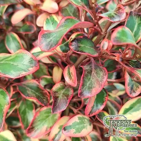 Buy Coprosma 'Inferno' (Mirror Plant) online from Jackson's Nurseries.