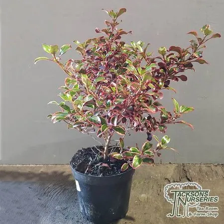 Buy Coprosma 'Inferno' (Mirror Plant) online from Jackson's Nurseries.