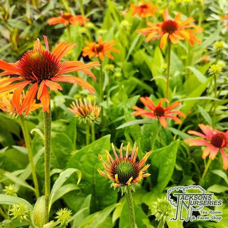 Echinacea Orange Skipper 3