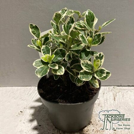 Buy Euonymus japonicus 'Kathy' (Japanese Spindle) online from Jacksons Nurseries.