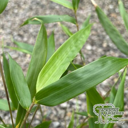 Buy Fargesia robusta Campbell online from Jacksons Nurseries