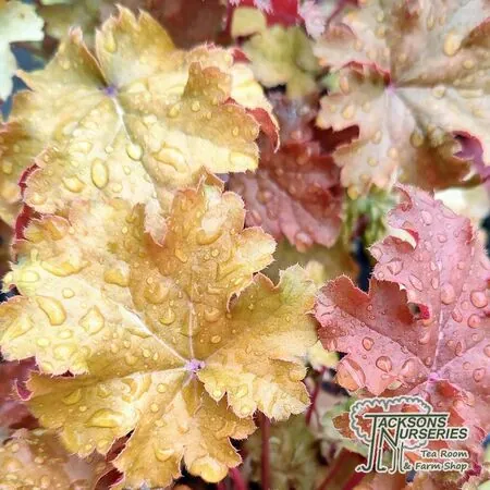 Buy Heuchera Amber Waves online from Jacksons Nurseries.