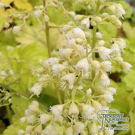 Buy Heuchera 'Electra' online from Jacksons Nurseries.