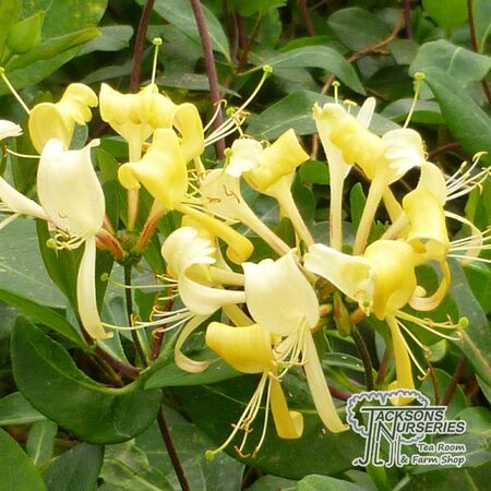 Buy Lonicera periclymenum 'Scentsation' (Honeysuckle) online from Jacksons Nurseries.