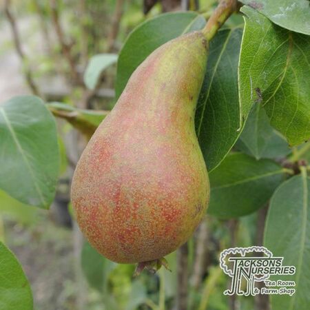 Buy Pear - Pyrus communis 'Concorde' online from Jacksons Nurseries.