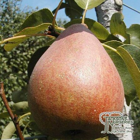 Buy Pear - Pyrus communis 'Doyenne du Comice' online from Jacksons Nurseries.