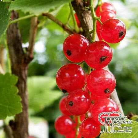 Buy Redcurrant 'Laxton's Number One' online from Jacksons Nurseries.