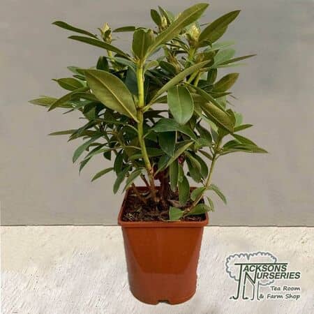 Buy Rhododendron x hybrid 'Polar Night' online from Jacksons Nurseries.