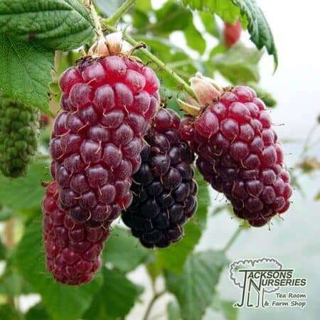 Buy Tayberry Medina online from Jacksons Nurseries.