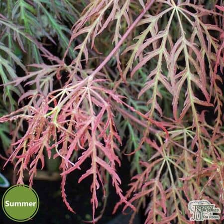 Buy Acer palmatum dissectum Orangeola (Japanese Maple) online from Jacksons Nurseries