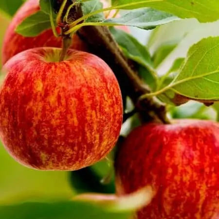 Apple 'Gala'