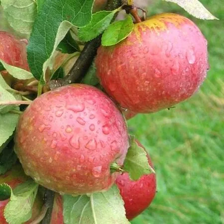 Apple 'Worcester Pearmain'