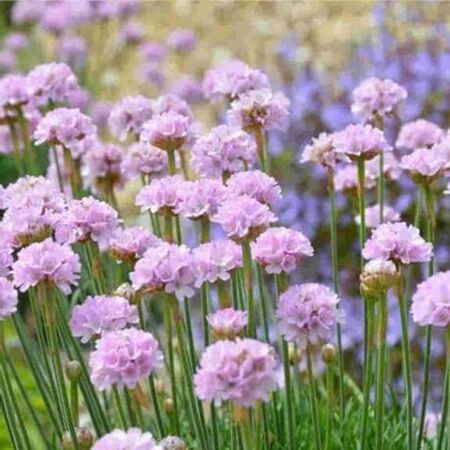 Armeria Nodwood Pink