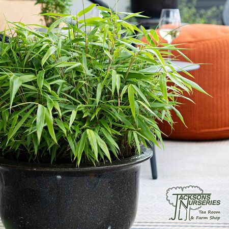 Buy Fargesia murieliae Rufa (Fountain bamboo) online from Jacksons Nurseries.