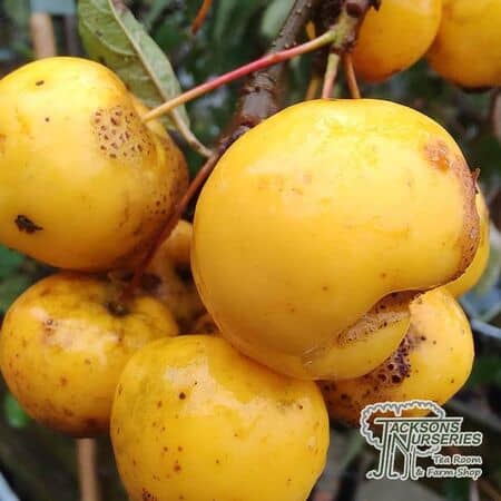 Buy Malus Butterball online from Jacksons Nurseries.