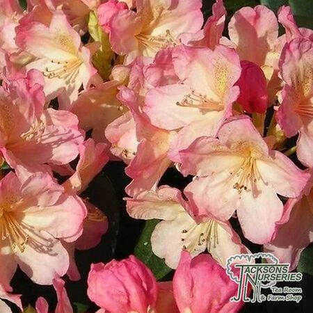 Buy Rhododendron Percy Wiseman (Yakushimanum Rhododendron) online from Jacksons Nurseries