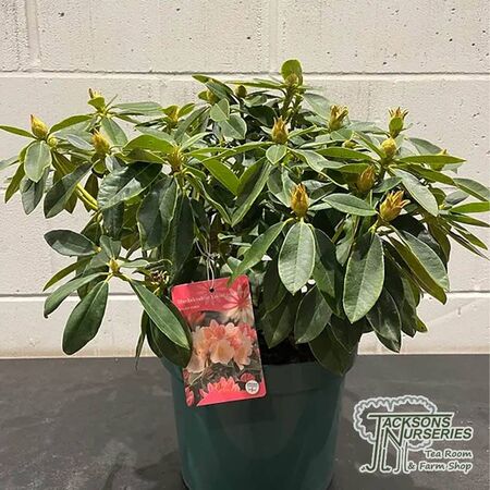 Buy Rhododendron Golden Torch (Yakushimanum Rhododendron) online from Jacksons Nurseries