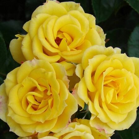 Buy Rosa 'Laura Ford' (Climbing Rose) online from Jacksons Nurseries